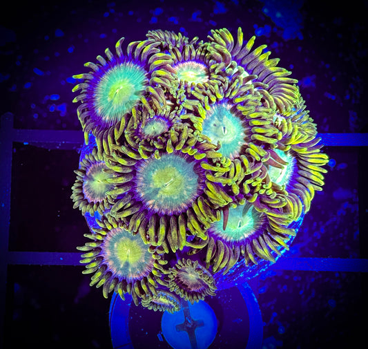WYSIWYG Red Ring Radioactive Dragon Eye Zoanthids Large Frag 05F3