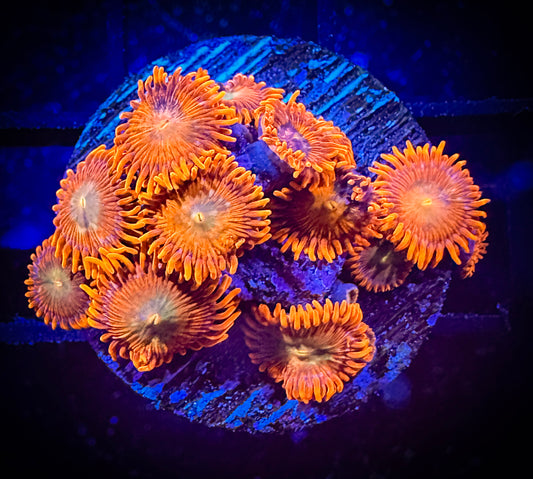 WYSIWYG GC Tropical Flame Zoanthids 15E4