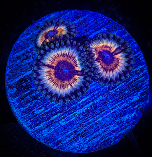 WYSIWYG Vampires in Drag Zoanthids 15F1