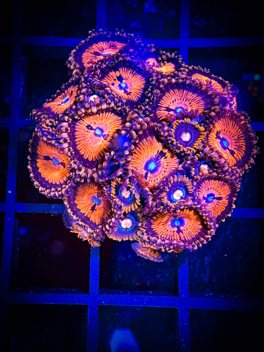 WYSIWYG GC Pink Eyes and WWC Bloodsuckers AKA Date Night Combo 02B3