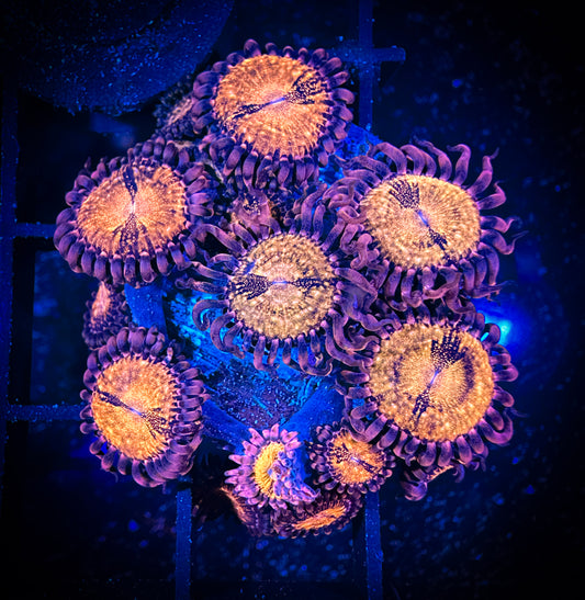 WYSIWYG WWC Pandora Zoanthids 15F2