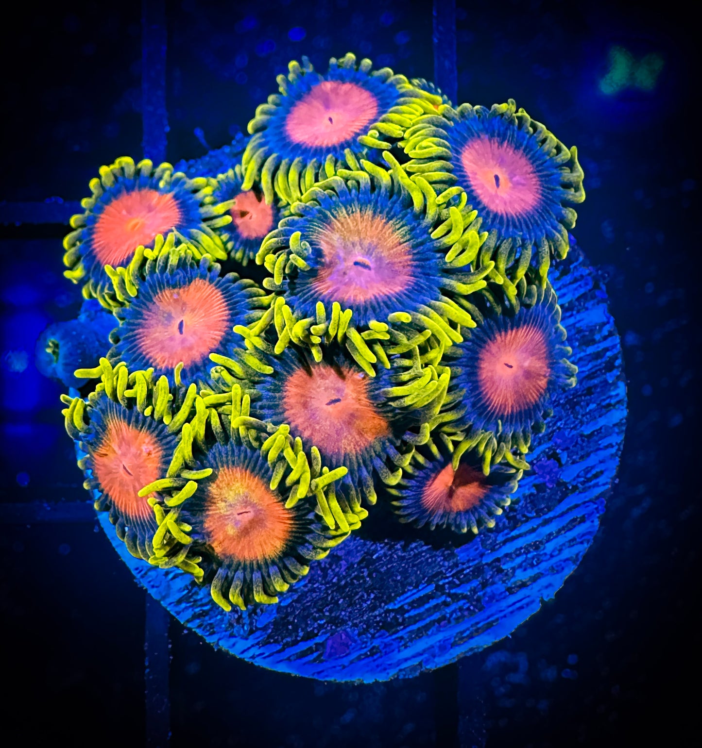 WYSIWYG Dragon Eye Zoanthids Frag 15F3