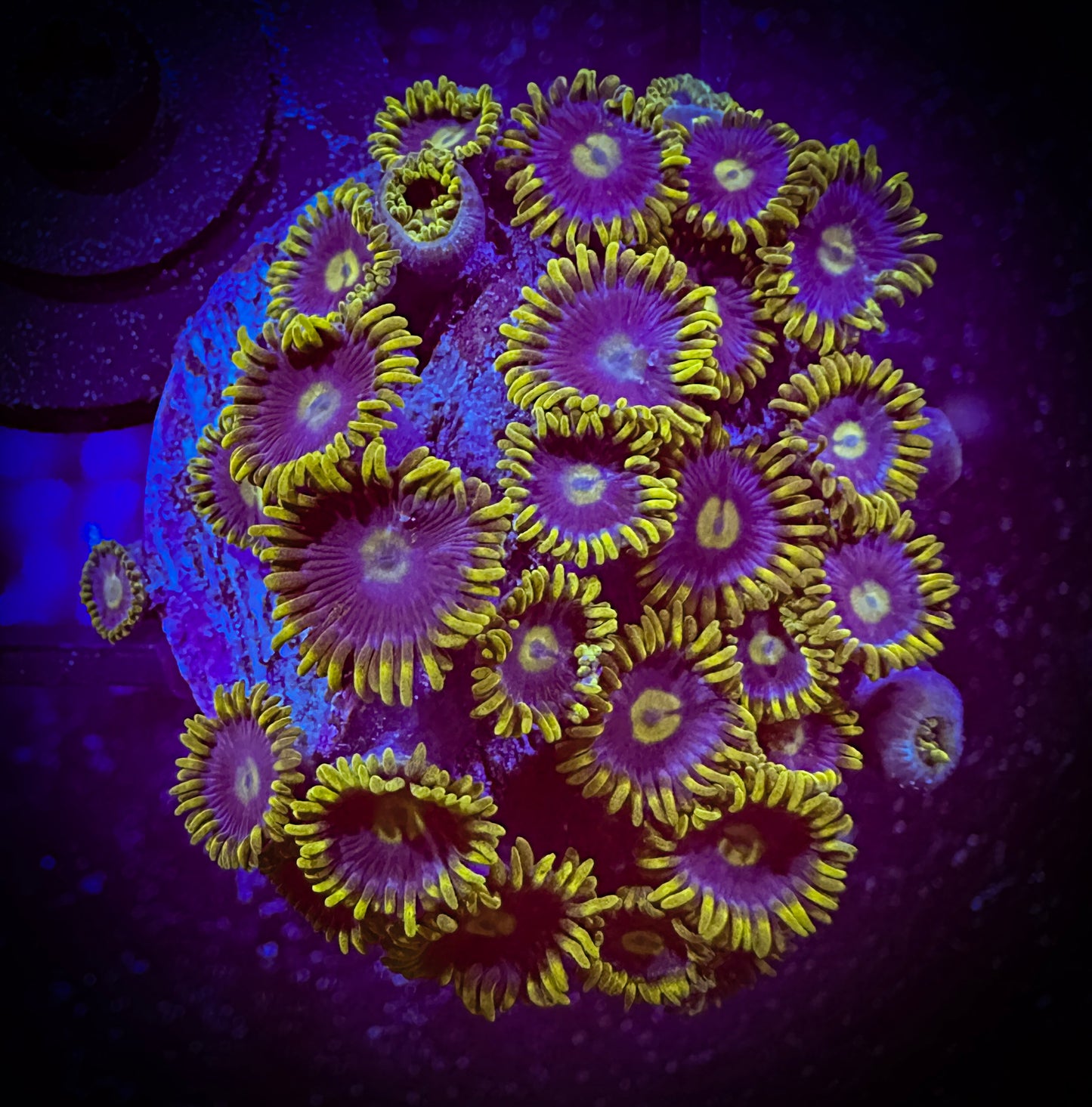 WYSIWYG Blueberry Fields Zoanthids Colony 15F4