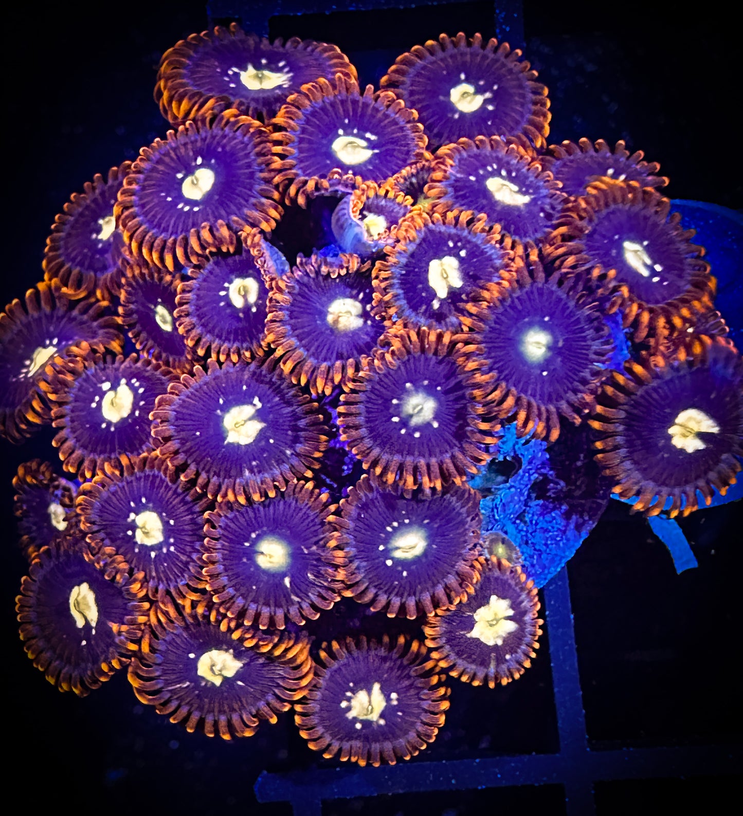 GC Goldeneye Zoanthids