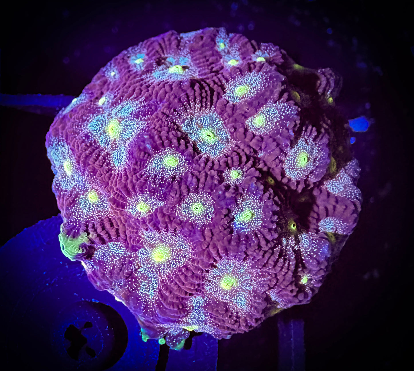 WYSIWYG Allomancy Favities Coral 16A4