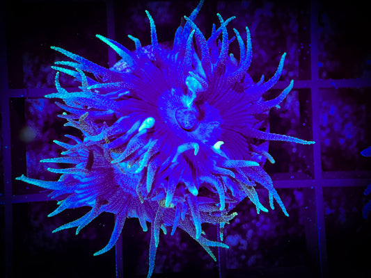 WYSIWYG Blue Dunkin Coral 16B1