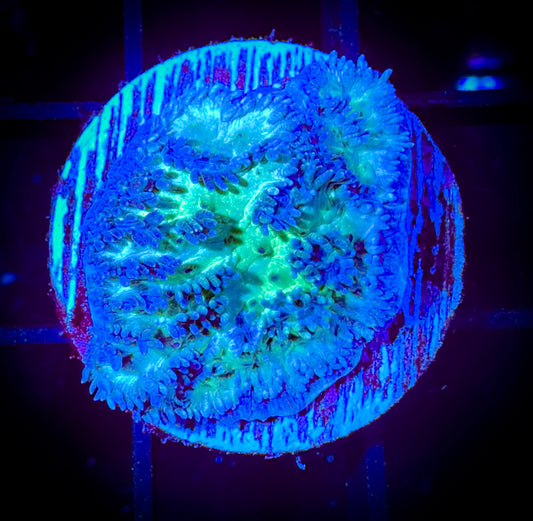 WYSIWYG Luminous Hydnophora Frag 16B3