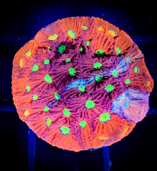 WYSIWYG Bright Eyed War Coral (Favities) 16C4