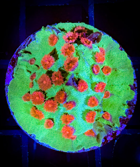 WYSIWYG Jingle Bells Cyphastrea 16D2