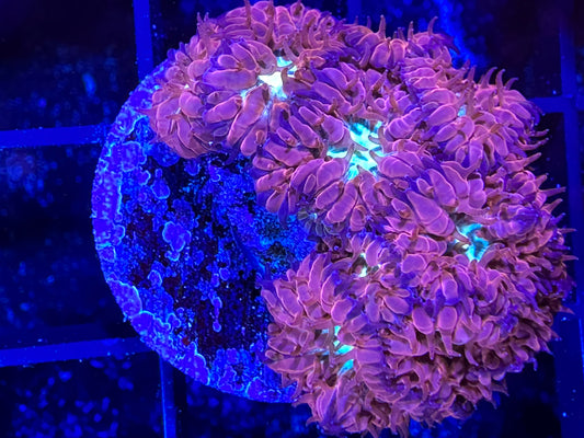 WYSIWYG Purple Blastomussa Merleti 03B3
