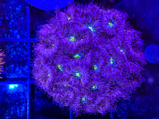 WYSIWYG Blueberry Blastomussa Merleti Colony 16E4