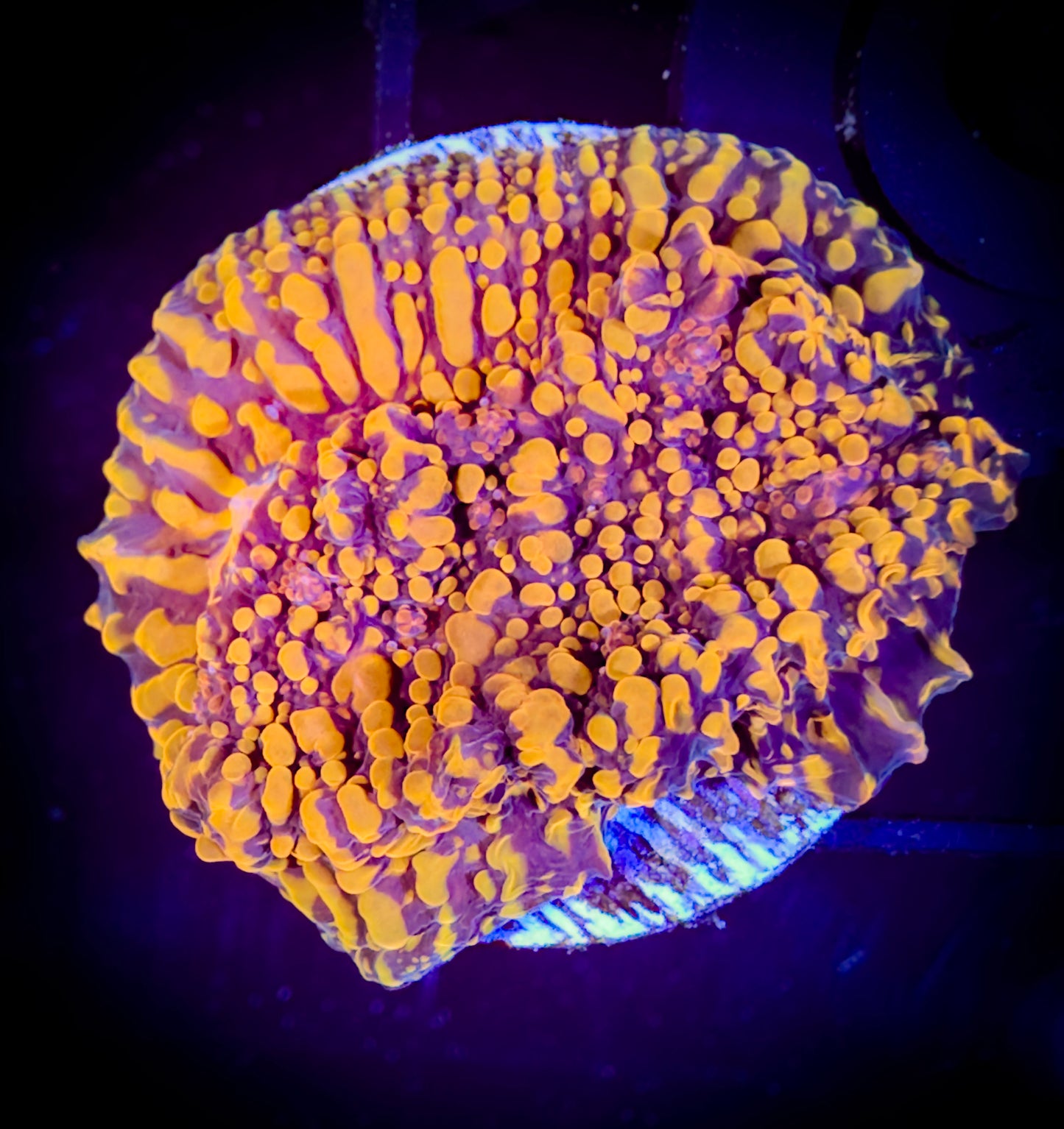 WYSIWYG Cherry Corals Cloud Berries Chalice 16F1