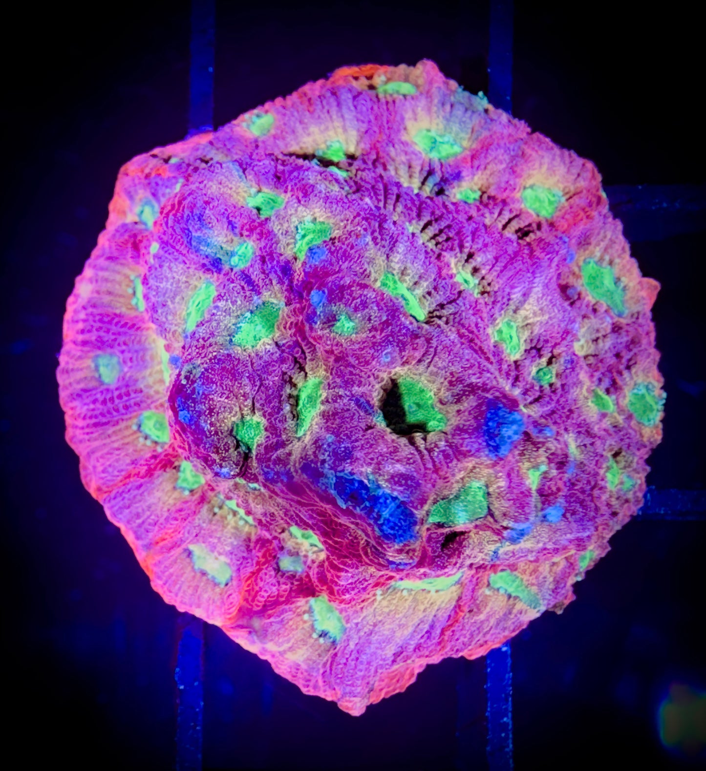 WYSIWYG Jason Fox Day-Glo Favities 16F2