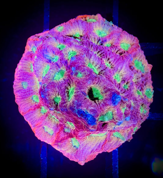 WYSIWYG Jason Fox Day-Glo Favities 16F2