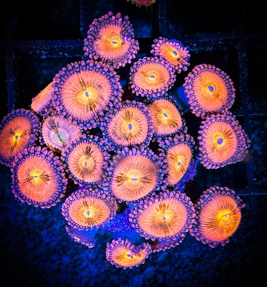 WYSIWYG JF Crybaby Zoanthids Colony 11C1