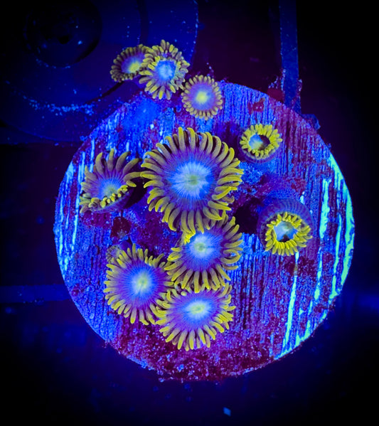 WYSIWYG Jeffery's Robin Eggs Zoanthids 17A1