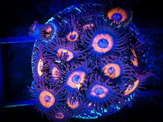 Omega Red Zoanthids