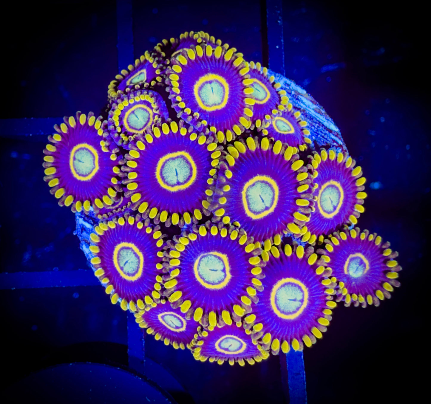 WYSIWYG Blue Hornets Zoanthids Colony 17A2