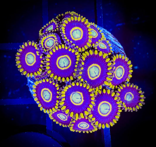 WYSIWYG Blue Hornets Zoanthids Colony 17A2