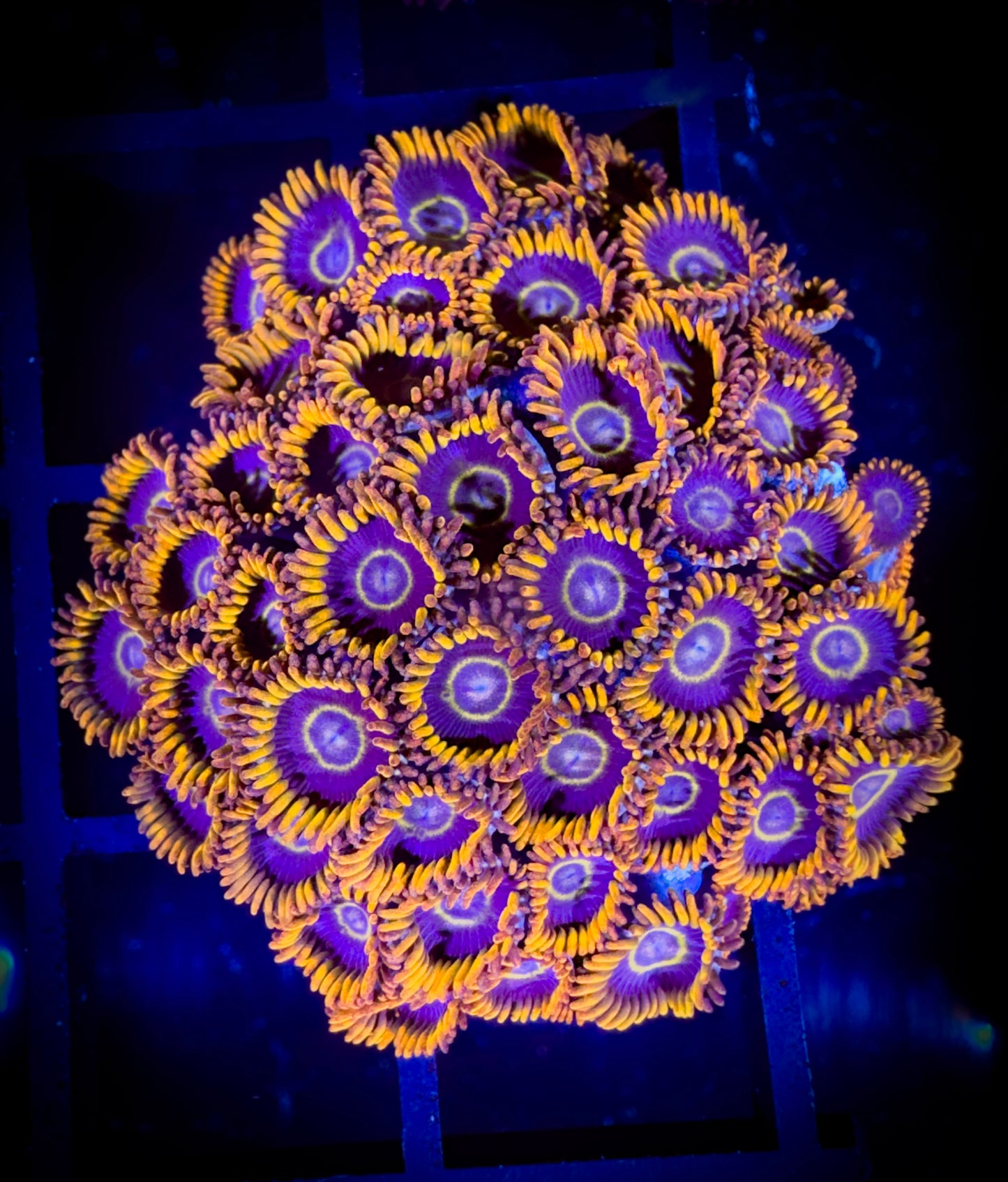 WYSIWYG Rainbow Hornets Zoanthids Colony 17A3