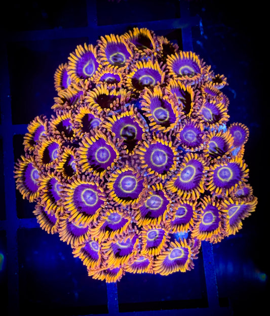 WYSIWYG Rainbow Hornets Zoanthids Colony 17A3