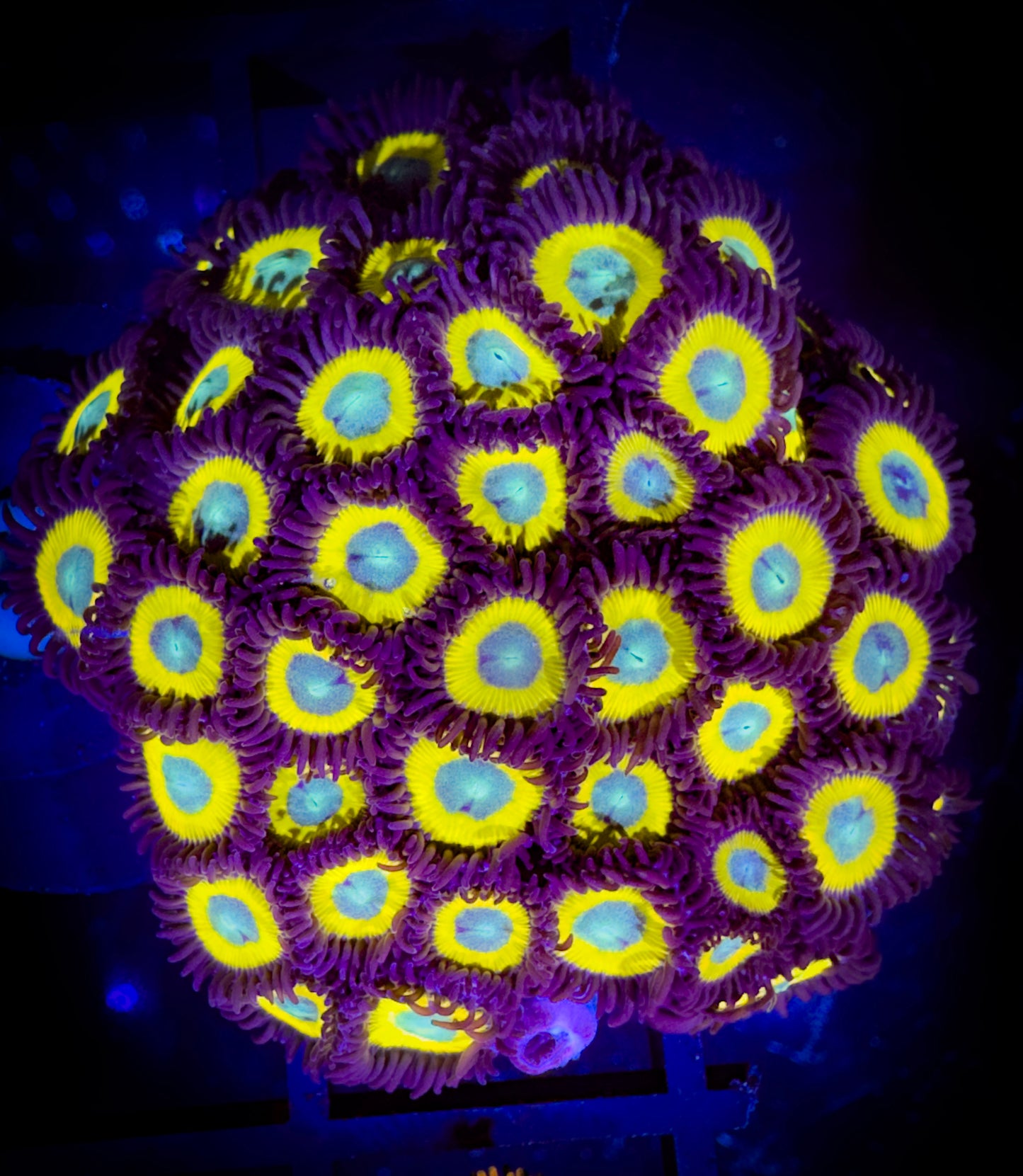 WYSIWYG Black Bella Zoanthids Colony 17A4