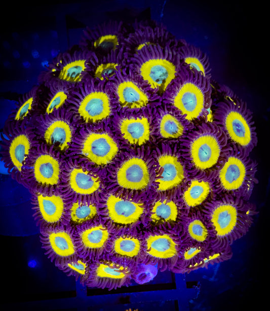 WYSIWYG Black Bella Zoanthids Colony 17A4