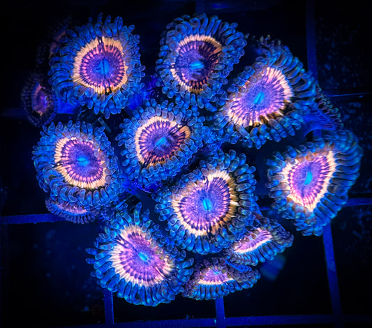 WYSIWYG CC Bloodsuckers Zoanthids Large Frag 17B2
