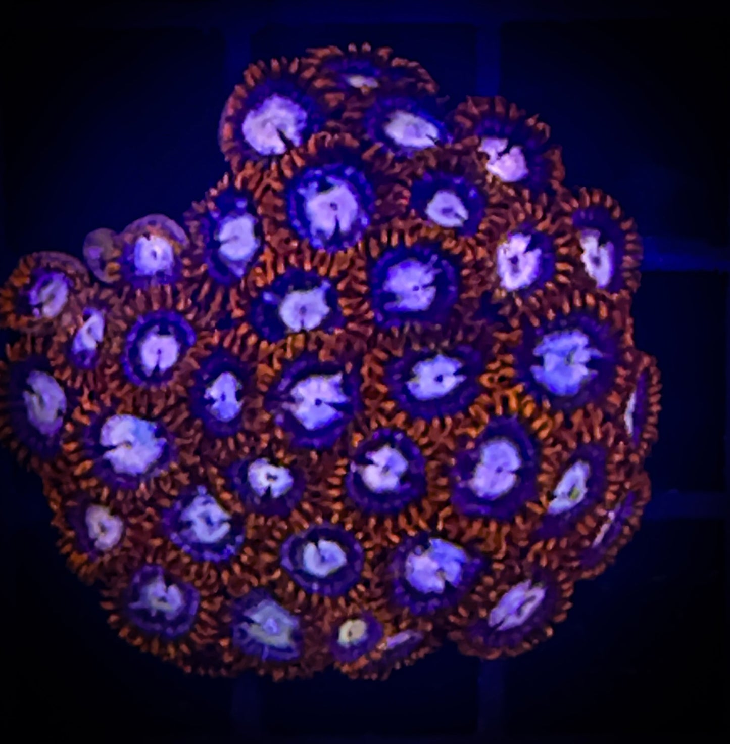 WYSIWYG New Fire and Ice Zoanthids Colony
