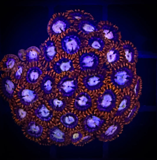 WYSIWYG New Fire and Ice Zoanthids Colony 17B2