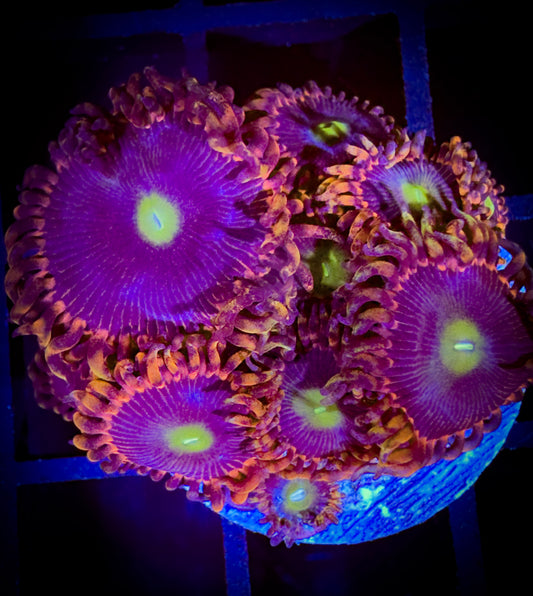 WYSIWYG Bozo Birthday Zoanthids Large Frag 17b3