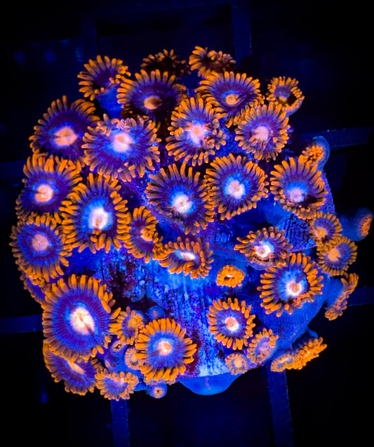 WYSIWYG GC Pink Eyes Zoanthids Colony 17B4