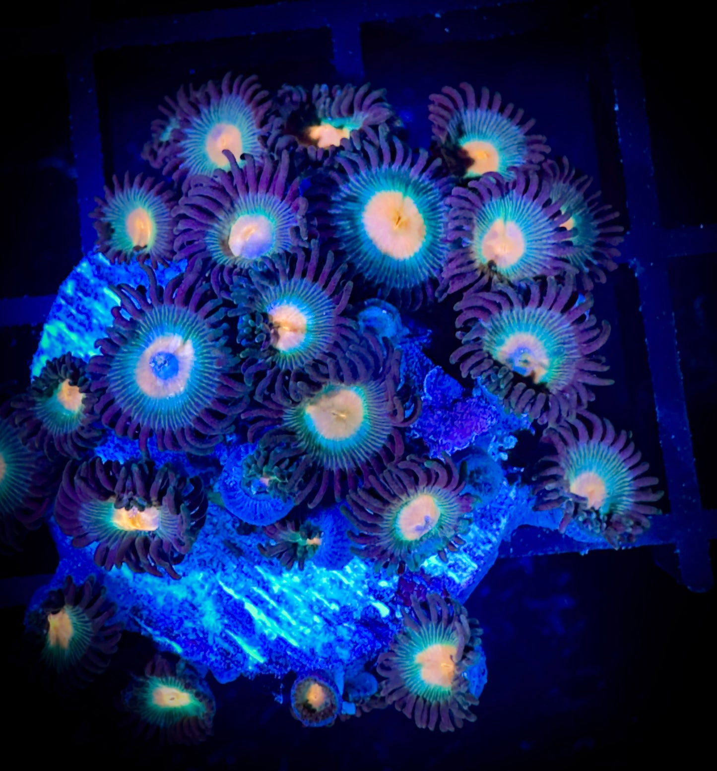 WYSIWYG Electric Peach Zoanthids Large Frag 17C1