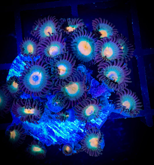 WYSIWYG Electric Peach Zoanthids Large Frag 17C1