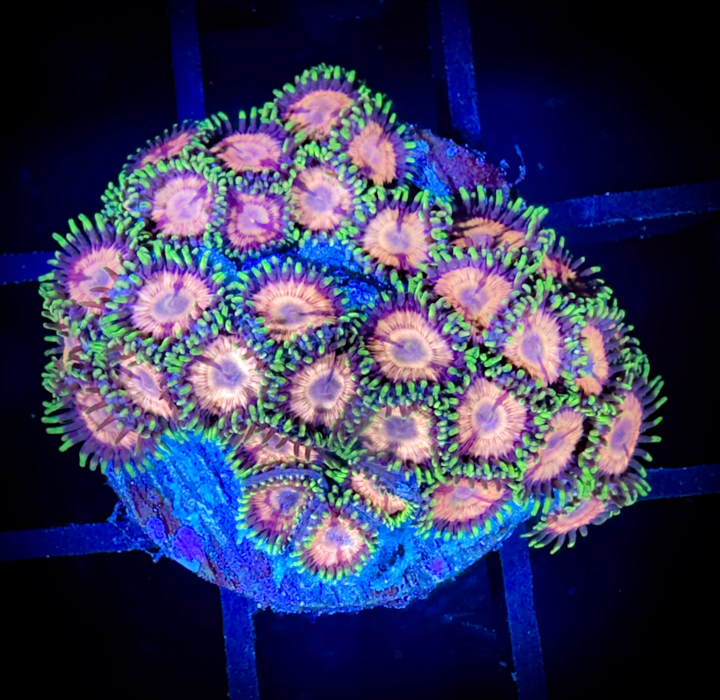 WYSIWYG GC Dragonfruit Bloosoms Zoanthids Large Frag 17C2