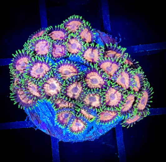 WYSIWYG GC Dragonfruit Bloosoms Zoanthids Large Frag 17C2
