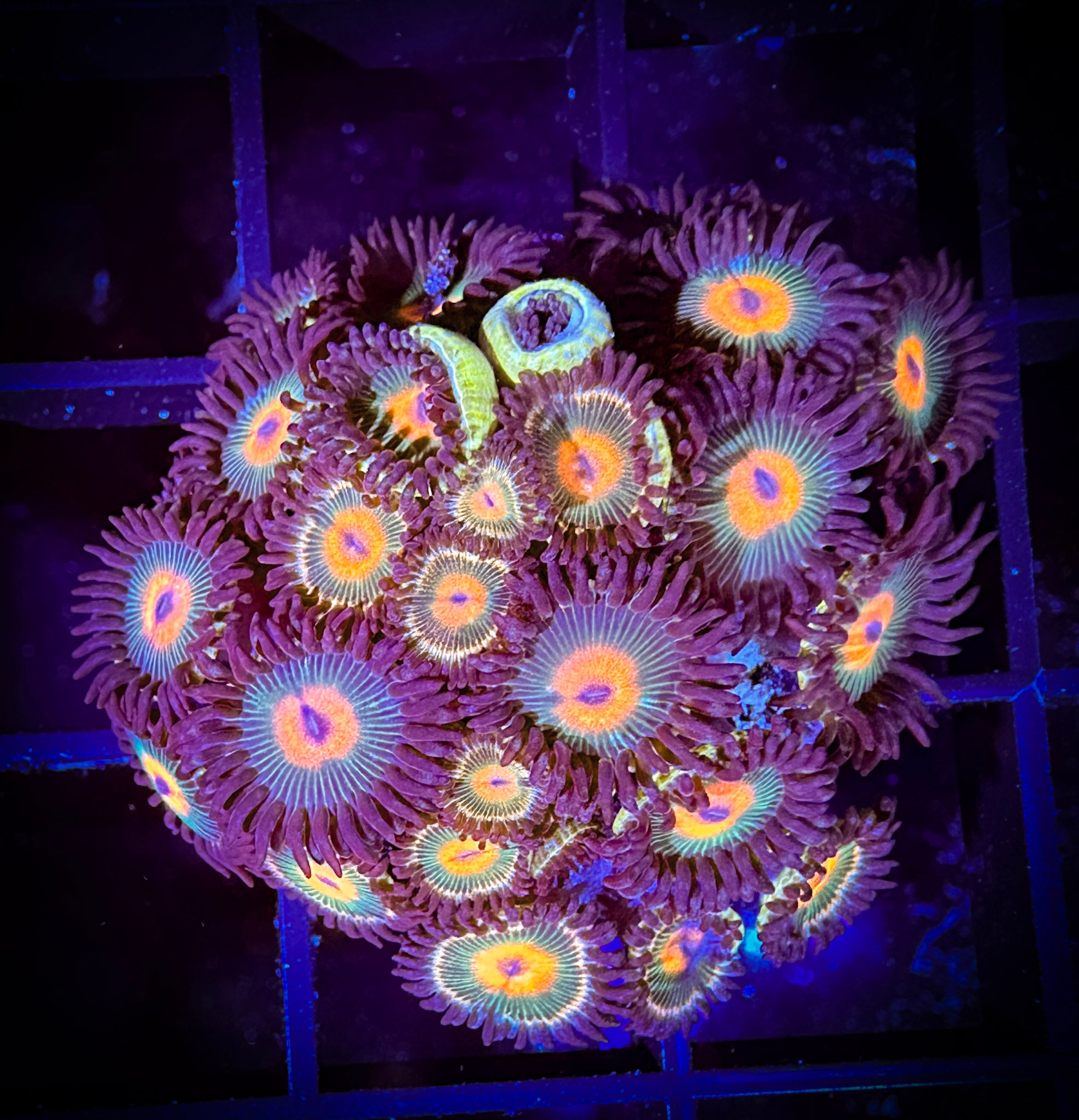 WYSIWYG Red haired Gorilla Nipples Zoanthids 06C2 – Goat Corals