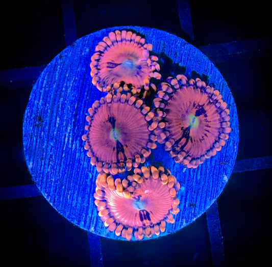 WYSIWYG CC Pink Passion Zoanthids 17C4