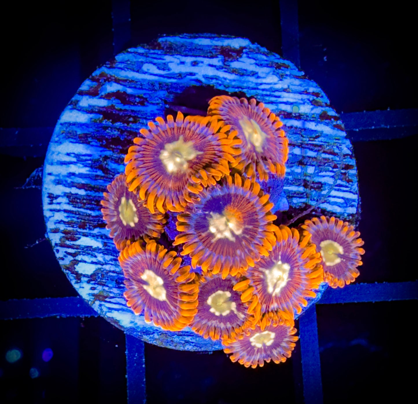 WYSIWYG GC Goldeneye Zoanthids 17D2