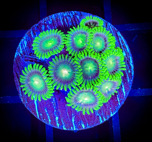 WYSIWYG ECC Lemoncello Zoanthids Frag 17D3