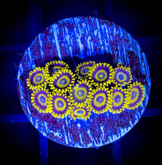 WYSIWYG Yellow Jackets Zoanthids 17D4