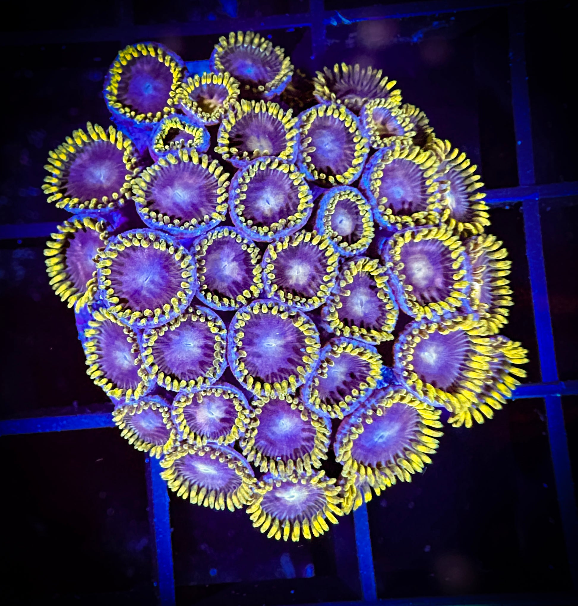 WYSIWYG Evil Mel's Green Skirt Zoanthids Large Frag 17E1 Goat Corals