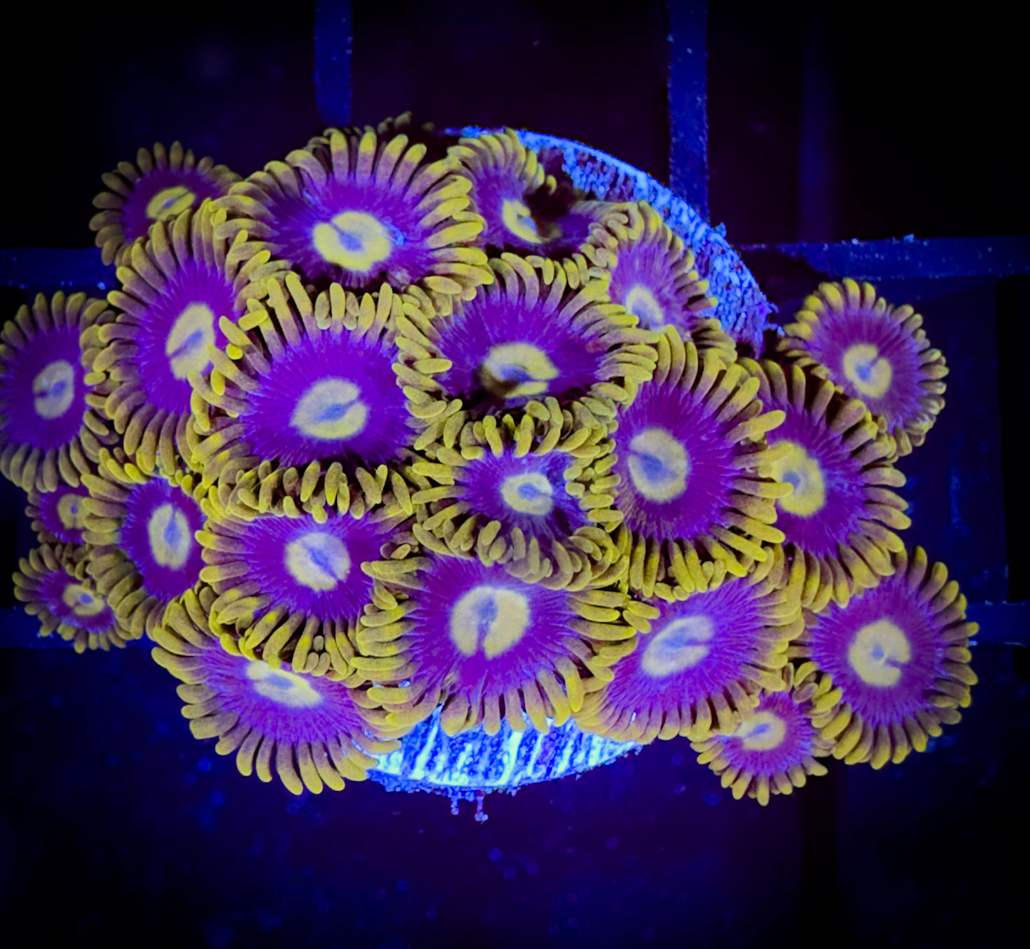 WYSIWYG Blueberry Fields Zoanthids Colony 17E1
