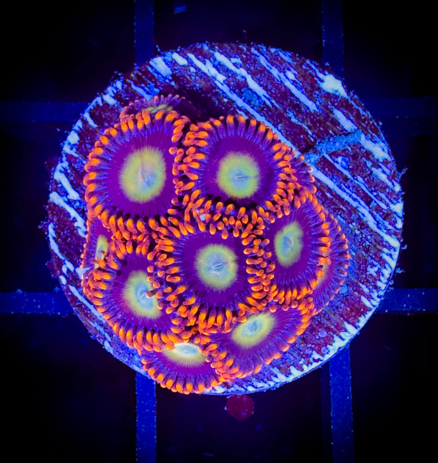 WYSIWYG Circus Zoanthids 17E2