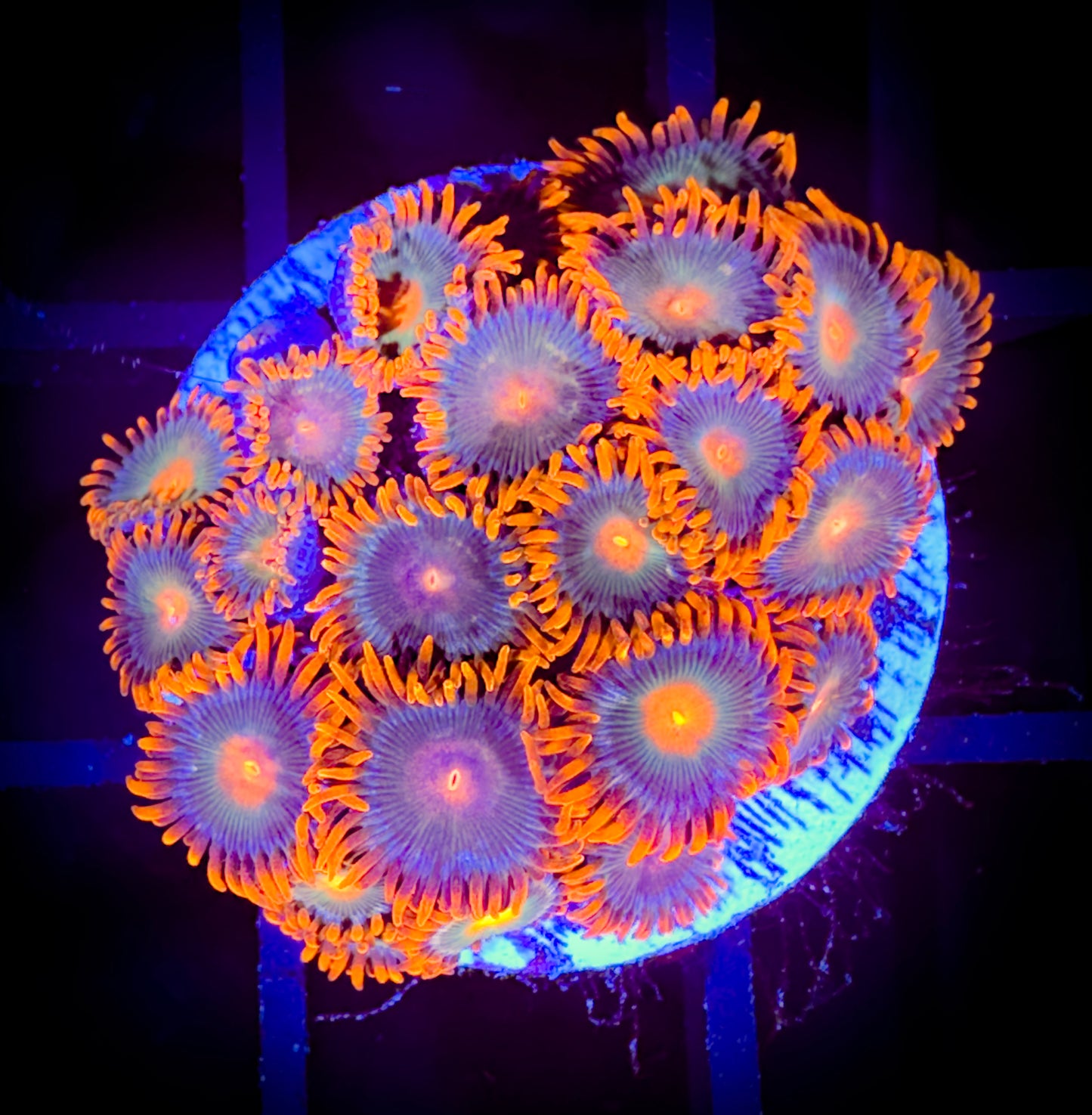WYSIWYG Cornbread Rockstars Zoanthids Large Frag 17E3