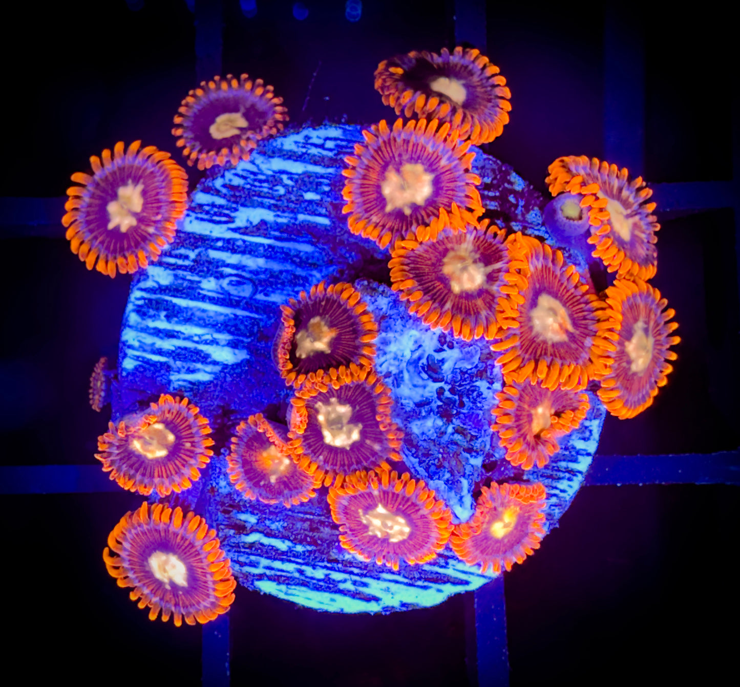 WYSIWYG GC Goldeneye Zoanthids Large Frag 17E4