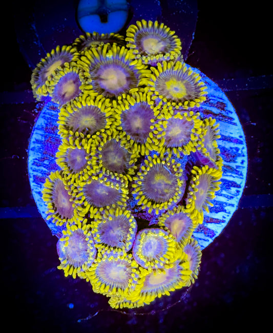 WYSIWYG Evil Mel's Green Skirt Zoanthids Colony 11D4