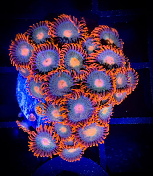 WYSIWYG Gatorade Zoanthids Mini Colony 17F2