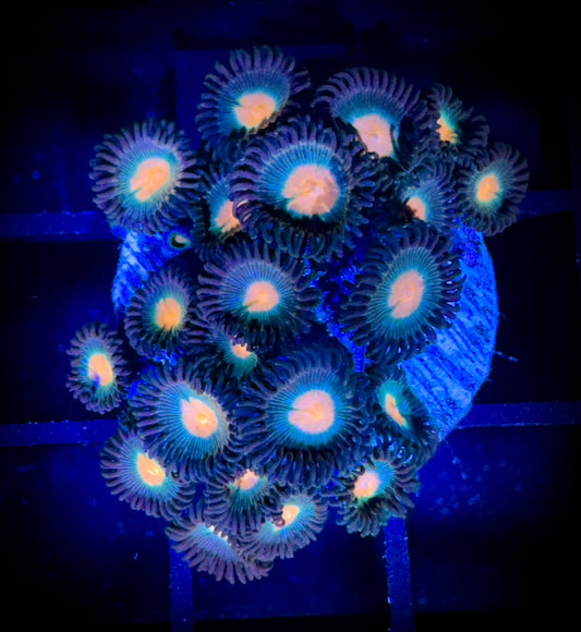 WYSIWYG Electric Peach Zoanthids Colony 17F3