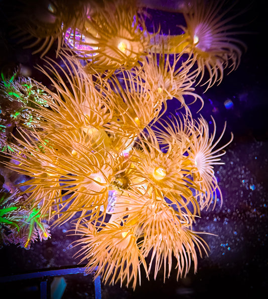 WYSIWYG Yellow Parazoanthus Polyps 03E4